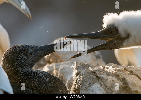 Gannett (Morus bassanus) giovani pulcino (destra) trovati di fronte ad una vera e propria del prossimo. Le Isole Shetland Scozia, Regno Unito, Agosto. Foto Stock