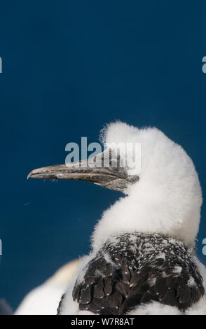 Gannett (Morus bassanus) giovani pulcino. Le isole Shetland, Scotland, Regno Unito. Luglio. Foto Stock