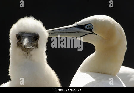 Gannett (Morus bassanus) giovani fluffy pulcino con un genitore. Le Isole Shetland Scozia, Regno Unito, Luglio. Foto Stock