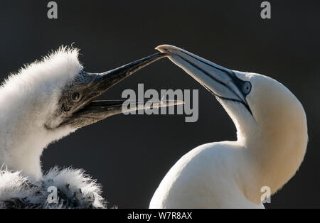 Gannett (Morus bassanus) giovani fluffy pulcino con un genitore. Le Isole Shetland Scozia, Regno Unito, Luglio. Foto Stock