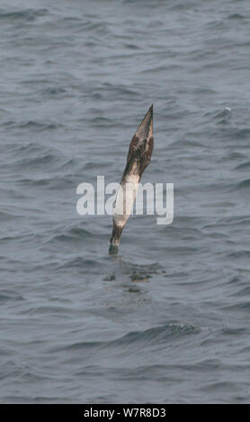 Gannett (Morus bassanus) immersioni a freccia nell'acqua, isole Shetland Scozia, Regno Unito, Luglio Foto Stock