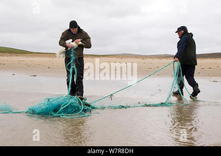 Gannett (Morus bassanus) catturati in scartato rete da pesca con Hermaness operaio Alastair Wilson (sinistra) tentare di rimuoverlo dalla rete. Le Isole Shetland Scozia, Regno Unito, Luglio. Foto Stock