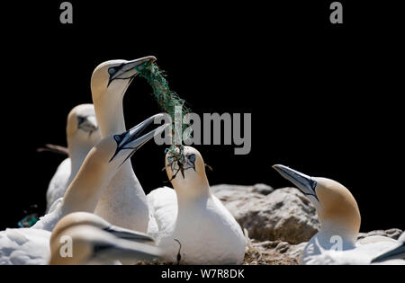 Gannett (Morus bassanus) adulto con rete da pesca catturati nelle barbe nella sua bill. Le Isole Shetland Scozia, Regno Unito, Giugno. Foto Stock