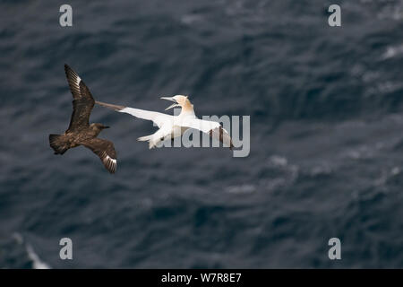 Grande skua (Stercorarius skua) volare fino alle spalle di attaccare la Gannett (Morus basanus) e tentare di forzare, a mezz aria per regurgitate pesci. Questo nuovo comportamento adattativo è stata solo indicato nell'ultimo paio di anni. Le Isole Shetland Scozia, Regno Unito, Settembre. Foto Stock