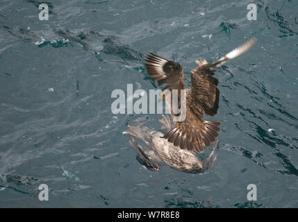 Grande skua (Stercorarius skua) passa sopra il corpo di un giovane gannett (Morus bassanus) che ha affogato. Le Isole Shetland Scozia, Regno Unito, Settembre. Foto Stock