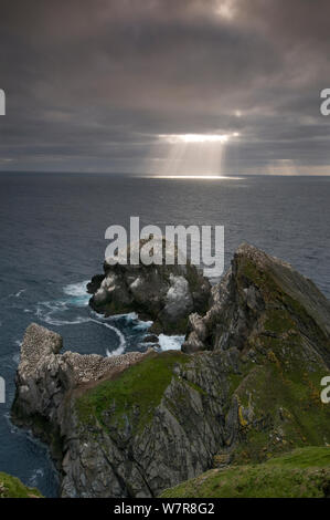 Gannett (Morus bassanus) colonia con raggi di sole che splende attraverso le nuvole sul ocena, Hermaness, isole Shetland, Scotland, Regno Unito Foto Stock