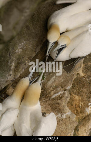 Gannett (Morus bassanu) due coppie riproduttrici "sostenendo' su un nido costiere sito. Le Isole Shetland Scozia, Regno Unito, Luglio. Foto Stock