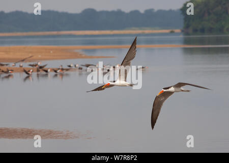 Due Paesi africani skimmers (Rynchops flavirostris) volando sopra la parte inferiore del fiume Sanaga, con più uccelli su un sandbank in background, Camerun, maggio 2010. Foto Stock