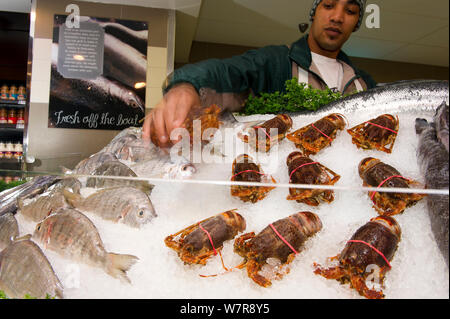 West coast rock'aragosta (Jasus lalandii) su ghiaccio nel contatore di frutti di mare nel gli amanti del cibo al supermercato, dipendente tenendo uno fuori. Noordhoek, Longbeach Mall, Sud Africa Foto Stock