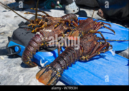 West Coast Rock'aragosta (Jasus lalandii) catturati da freediver, Kommetjie, Sud Africa. Foto Stock