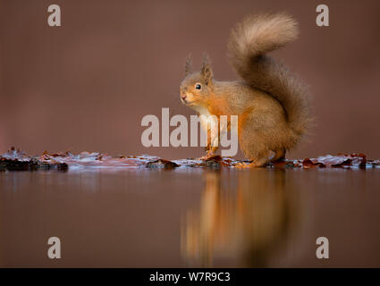 Red scoiattolo (Sciurus vulgaris) presso la piscina di bosco, Dumfries Scozia, Regno Unito, Gennaio Foto Stock