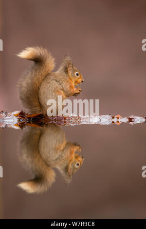 Red scoiattolo (Sciurus vulgaris) presso la piscina di bosco, Dumfries Scozia, Regno Unito, Gennaio Foto Stock