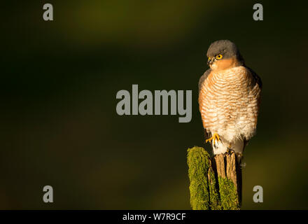 Maschio adulto Sparviero (Accipiter nisus) su un post in tarda serata luce, Dumfries Scozia, Regno Unito, febbraio. Foto Stock