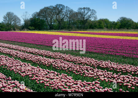 I tulipani coltivati (Tulipa sp) in fiore, Swaffham, Norfolk, può Foto Stock