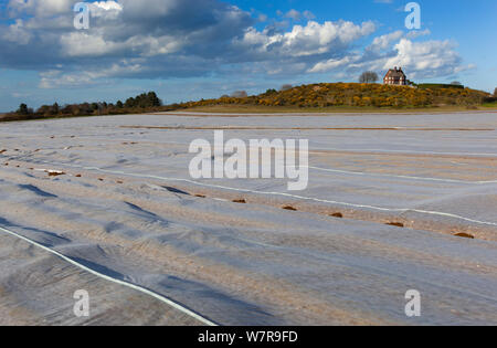 Rivestimento in vello precoce del raccolto di patata, Norfolk, Regno Unito, Aprile Foto Stock