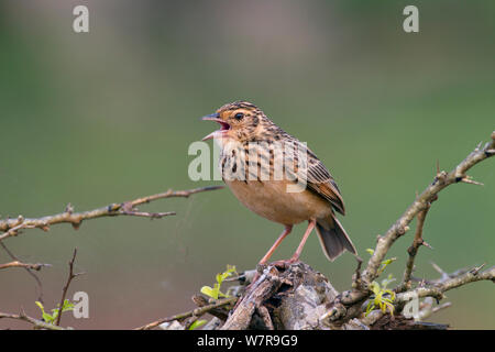 Jerdon's Bush Lark (Mirafra affinis) cantare, Sri Lanka Foto Stock