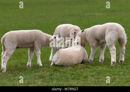 La molla agnelli giocando in erba prato, UK, Aprile Foto Stock