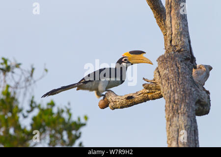 Il Malabar Pied Hornbill (Anthracoceros coronatus) Sri Lanka Foto Stock