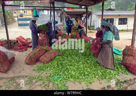 Tè (Camellia sinensis) raccolta in Sri Lanka, Marzo 2013 Foto Stock