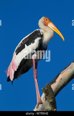 Dipinto di Stork (Mycteria leucocephala) Yala NP, Sri Lanka Foto Stock