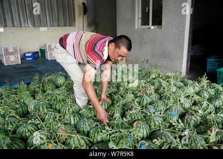 Zhu Linjie, uno della città 10 certificati gli ispettori di cocomero, valuta i cocomeri in un magazzino a Pudong New Area, Shanghai, Cina, 5 giugno 2017 Foto Stock