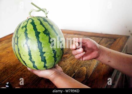 Zhu Linjie, uno della città 10 certificati gli ispettori di cocomero, valuta un cocomero dalla detonazione in un magazzino a Pudong New Area Shanghai, Cina Foto Stock