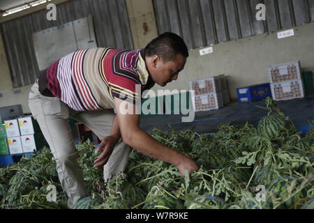 Zhu Linjie, uno della città 10 certificati gli ispettori di cocomero, valuta i cocomeri in un magazzino a Pudong New Area, Shanghai, Cina, 5 giugno 2017 Foto Stock