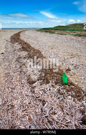 Guscio di rasoio (Ensis siliqua) lavato fino a Titchwell marsh, Norfolk, può Foto Stock