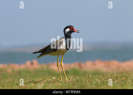 Red wattled Plover (Vanellus indicus) alimentazione da acqua, Yala NP, Sri Lanka Foto Stock