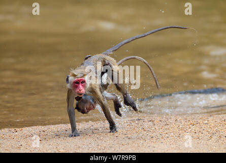 Toque Macaque (Macaca sinica sinica) femmina e neonato Varcando il fiume, Sri Lanka Foto Stock