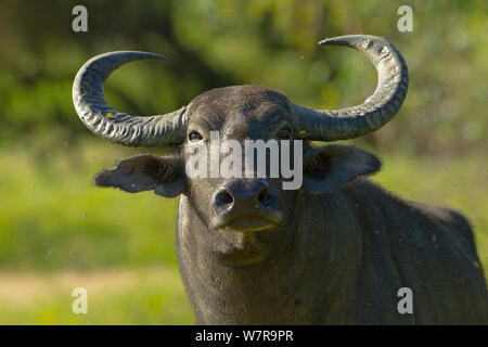 Wild Water buffalo (Bubalus arnee ritratto). Lo Sri Lanka. Specie in via di estinzione. Foto Stock