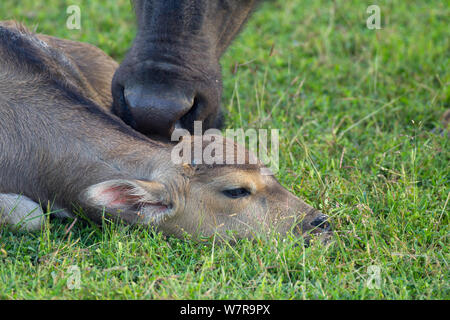 Wiild bufalo d'acqua (Bubalus arnee) e la nuova nata di vitello, Sri Lanka Foto Stock