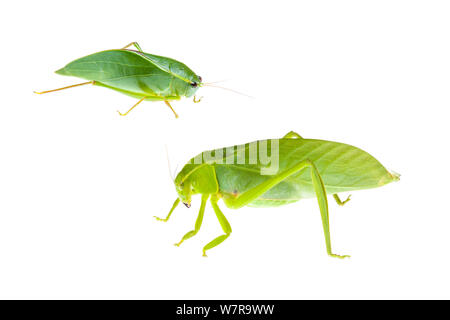 Falso katydids foglia (top: Stibaroptera sp.; Fondo: cfr. Azamia sp.) Crocker Range, Borneo, Malaysia. Progetto Meetyourneighbors.net Foto Stock