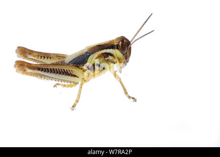 Maschio rosso zampe grasshopper (Melanoplus femurrubrum) Ninfa, Colorado, Stati Uniti d'America, Agosto. meetyourneighbors.net progetto Foto Stock