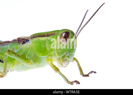 Grasshopper (Melanoplus) Ninfa, Colorado, Stati Uniti d'America, Agosto. meetyourneighbors.net progetto Foto Stock