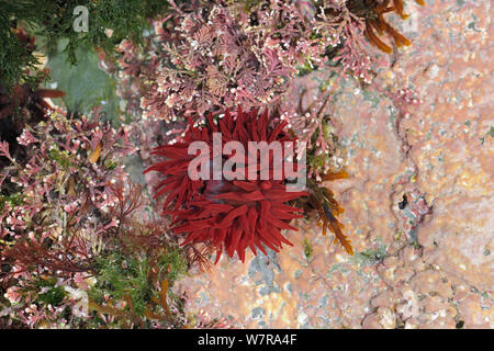 Anemone Beadlet (Actinia equina) in rock pool, St John's Point, vicino Kilough, County Down, Irlanda del Nord, Febbraio 2013 Foto Stock