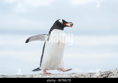 Pinguino Gentoo (Pygoscelis papua) che trasportano il pezzo di roccia per costruire il nido, come parte del corteggiamento, Petermann Island, Penisola Antartica, Antartide Foto Stock