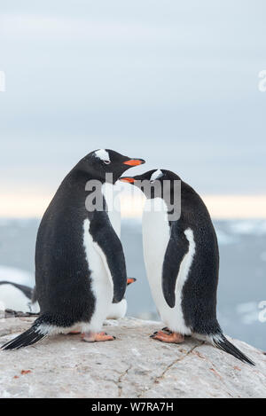 Pinguino Gentoo (Pygoscelis papua) coppia, Petermann Island, Penisola Antartica, Antartide Foto Stock