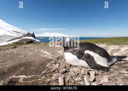 Pinguino Gentoo (Pygoscelis papua) nesting, Hannah Point, Livingstone Island, isole Shetland, Antartico Foto Stock