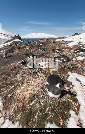 Pinguino Gentoo (Pygoscelis papua) colonia nidificazione, Hannah Point, Livingstone Island, isole Shetland, Antartico, nesting, sono ' appollaiati Foto Stock