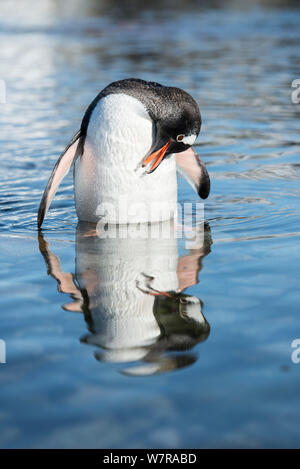 Pinguino Gentoo (Pygoscelis papua) preening in bassa marea piscina sul litorale, Petermann Island, Penisola Antartica, Antartide Foto Stock