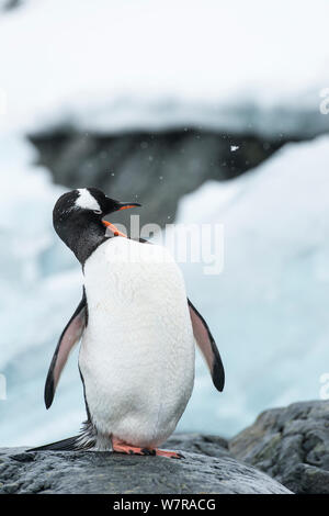 Pinguino Gentoo (Pygoscelis papua) preening, de Cuverville Island, Penisola Antartica, Antartide Foto Stock