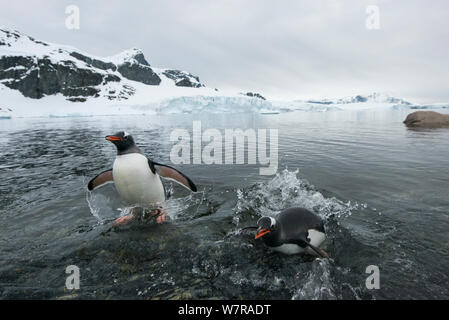 I pinguini di Gentoo (Pygoscelis papua) spruzzi che saltano sulla riva del mare, de Cuverville Island, Penisola Antartica, Antartide Foto Stock