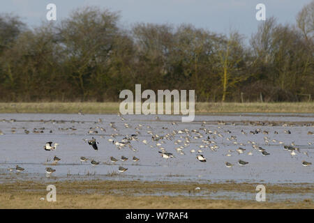 Dunlin (Calidris alpina) volando sopra (Lapwings Vanellus vanellus) in appoggio sui pascoli inondati, Gloucestershire, UK, febbraio. Foto Stock