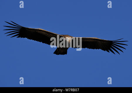 L'Himalayan grifone (Gyps himalayensis) provincia di Yunnan in Cina Foto Stock