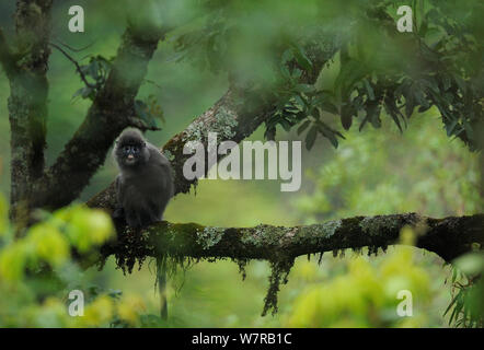 Phayer foglia della scimmia (Trachypithecus phayrei) Jailigongshan NP, nella provincia dello Yunnan in Cina Foto Stock