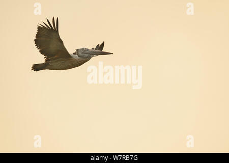 Spot-fatturati Pellicano (Pelecanus philippinensis) in volo, Pulicat Lago, nello Stato del Tamil Nadu, India, Gennaio 2013. Foto Stock