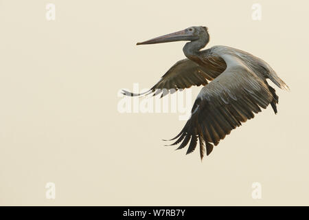 Spot-fatturati Pellicano (Pelecanus philippinensis) in volo, Pulicat Lago, nello Stato del Tamil Nadu, India, Gennaio 2013. Foto Stock