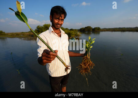 La piantagione di mangrovie del team dal CRINEO piantando alberi di mangrovie (Rhizophora) Pulicat Lago, nello Stato del Tamil Nadu, India, febbraio 2013. Foto Stock
