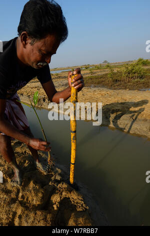 La piantagione di mangrovie del team dal CRINEO piantando alberi di mangrovie (Rhizophora) Pulicat Lago, nello Stato del Tamil Nadu, India, febbraio 2013. Foto Stock